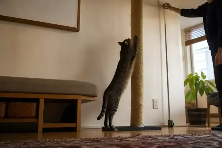 猫の上下運動と設置する高さを採寸する様子(NYALECTA編集部によるイメージ・商品写真ではありません)