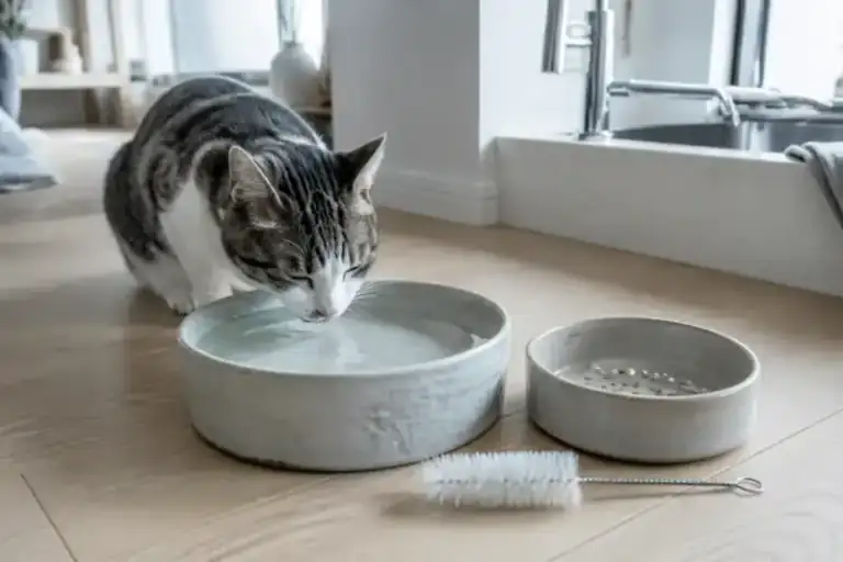猫の飲みやすさと器の洗いやすさを確かめる様子(NYALECTA編集部によるイメージ・商品写真ではありません)