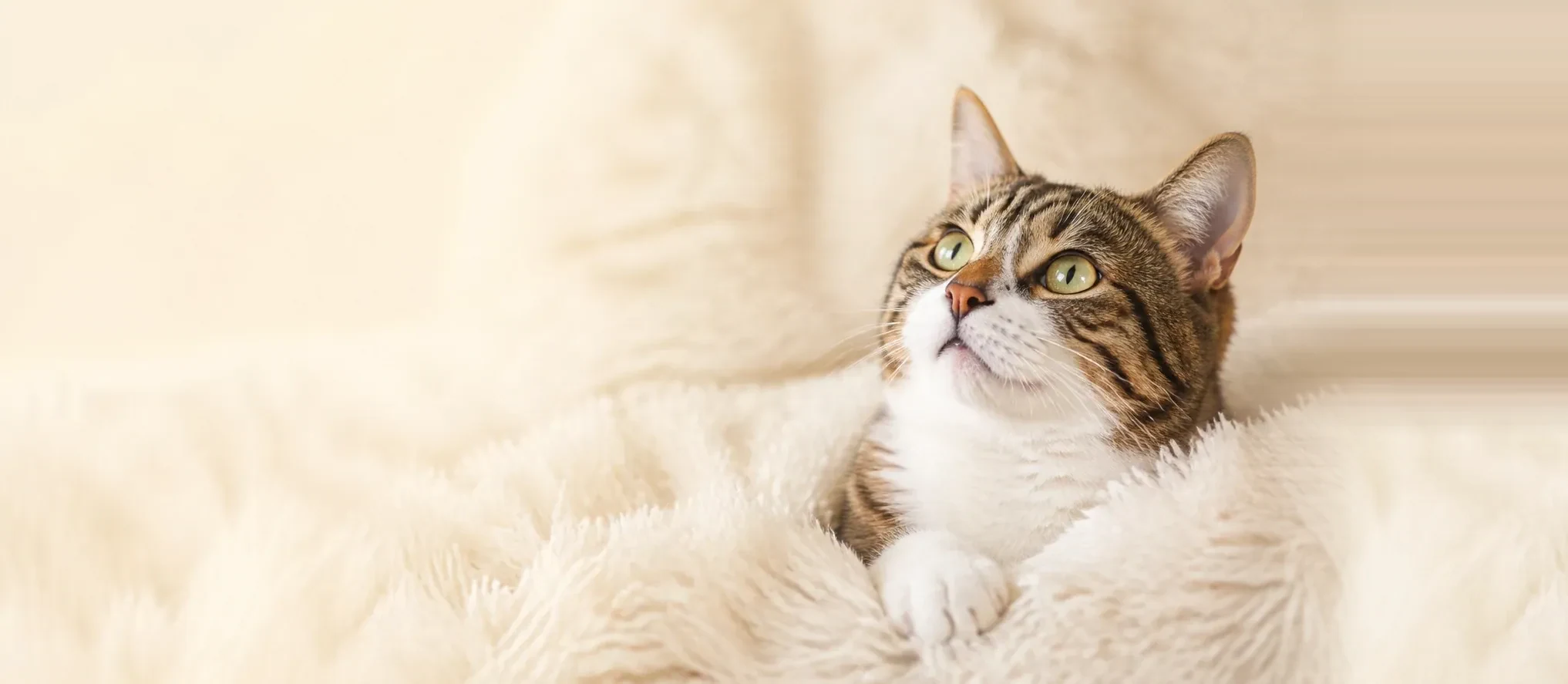 やわらかな毛布の上でくつろぐ猫